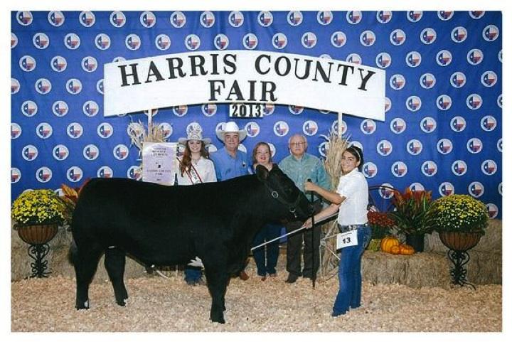 Senior Shelby Armstrong wins Grand Champion and Reserve Champion for the steer she raised at the Harris County Fair.
Courtesy of Bellaire FFA
