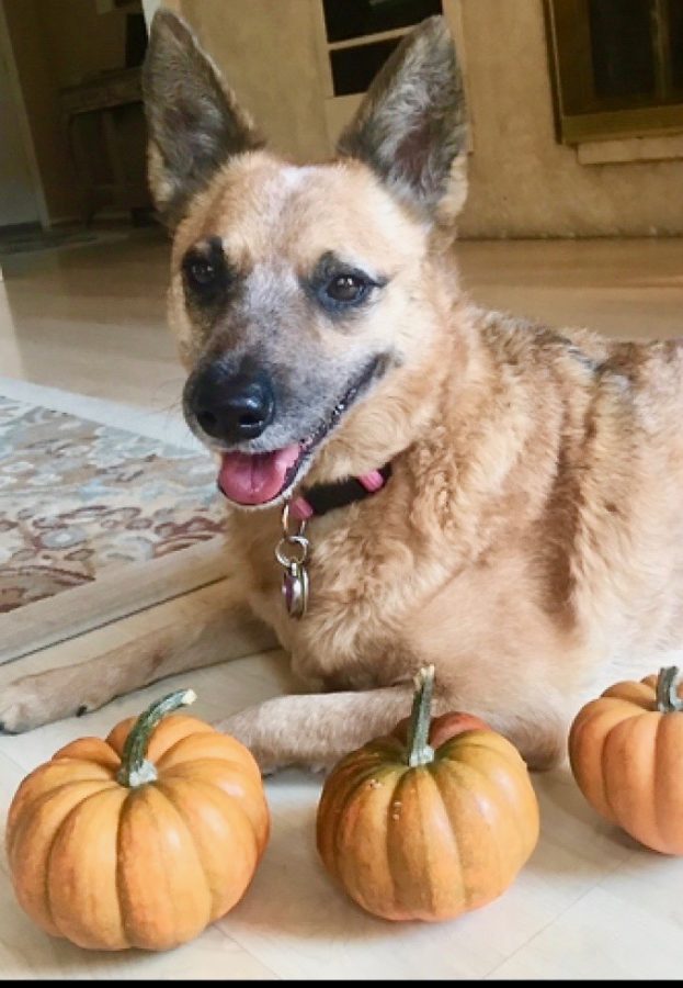 Cassie lies on the ground while playing with pumpkins. Today she is a healthy dog thanks to numerous visits to the vet. 
