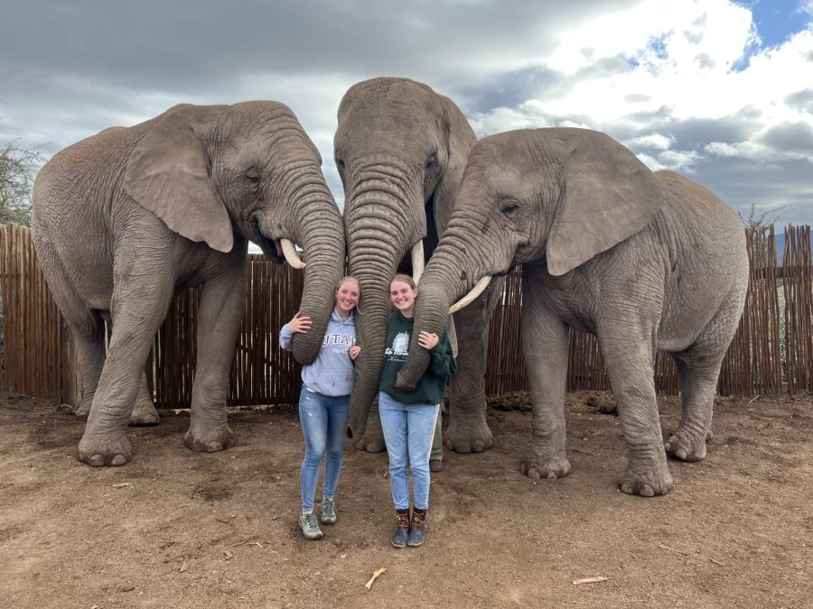 Moore and Dewhurst hold the wrinkled trunks of the elephants they just fed. Following every meal, the girls collected leftover tree branches for use in the local communities.