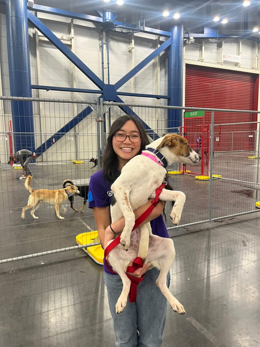 Volunteers were assigned the task of walking dogs from their cages to the play pin area. Some dogs were carried when they refused to move or got too frightened.