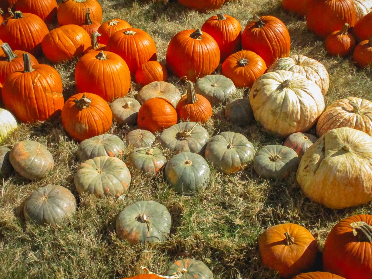 Fall could almost be summed up in one tiny word: pumpkin. From baking treats with that warm flavor to visiting pumpkin patches, make the best of Houston's short autumn season!