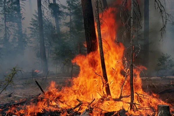 The wildfire spread through Northern California on Jan. 13, burning down trees. Since Jan. 7, it has scorched approximately 40,500 acres—an area about the size of Washington, D.C.