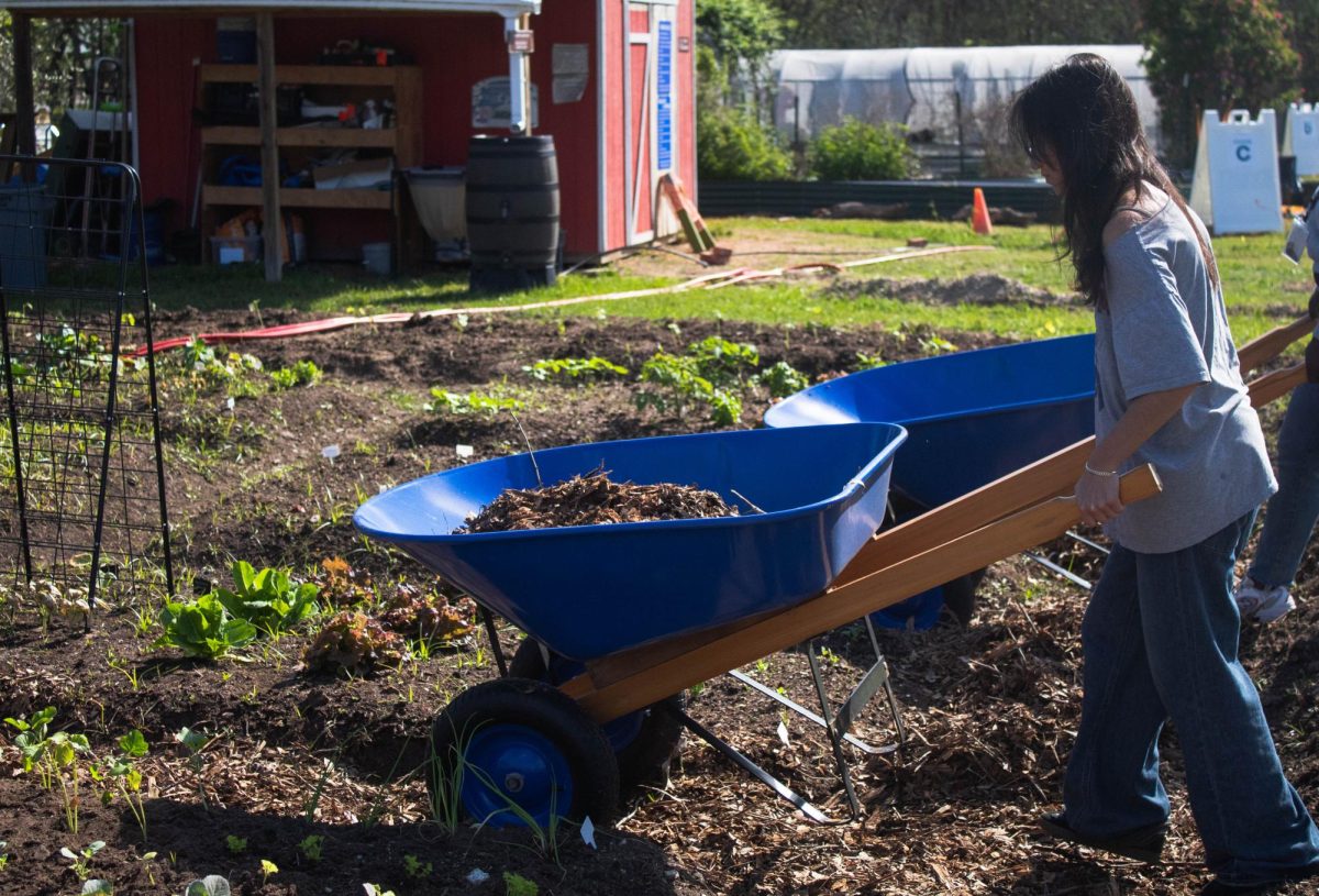Junior Camila Gutierrez drags her wheelbarrow on the dry soil. Mulch was added in the farm’s ground to lock moisture into the soil and prevent weeds from growing.